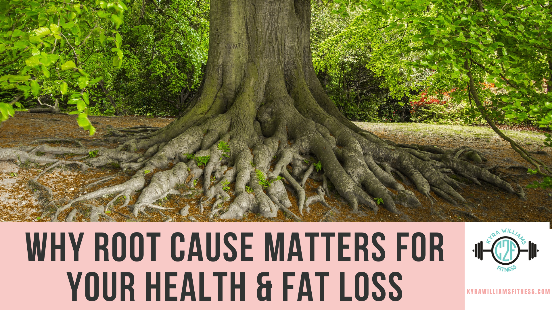 Why Root Cause Matters for Your Health & Fat Loss